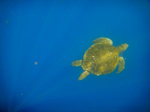 Punta Vicenta Roca, Galapagos 427.jpg